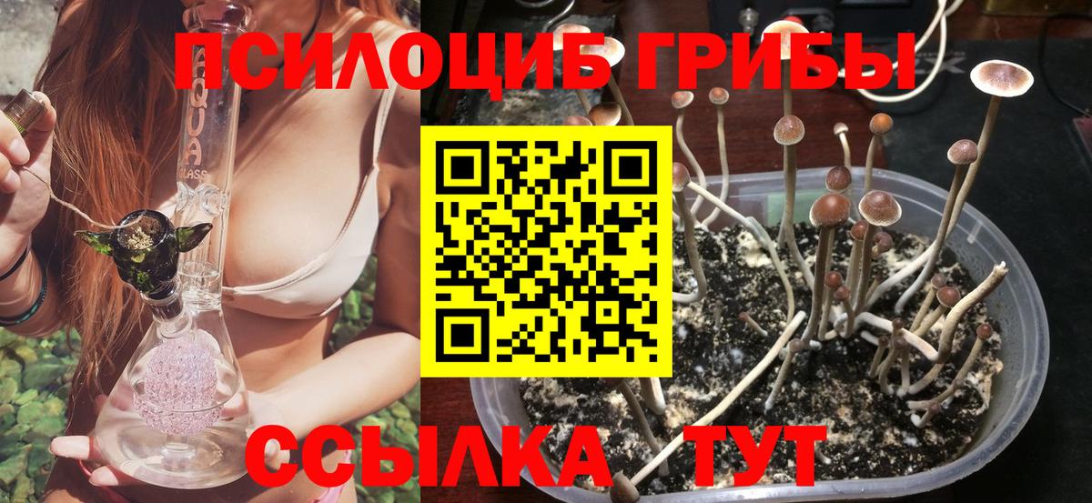 Чехов  Псилоцибиновые грибы мухоморы  Вход с VPN  Псилоцибиновые грибы Psilocybine cubensis 